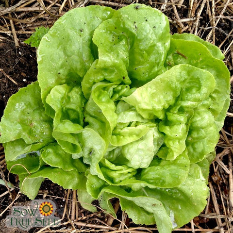Lettuce Seeds | Buttercrunch, ORGANIC