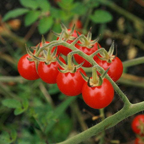 Cherry Sweetie Tomato Seeds, ORGANIC