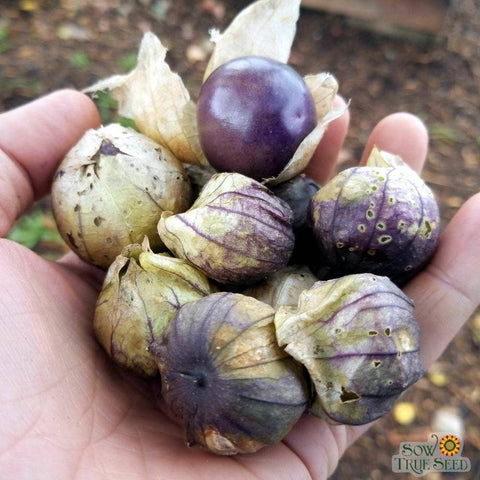 Tomatillo Seeds | Purple