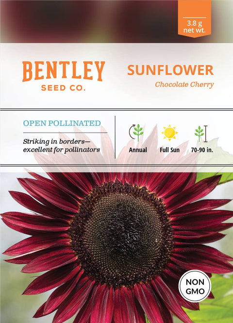 Sunflower | Chocolate Cherry Seeds