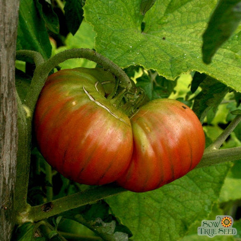 Black From Tula Tomato Seeds