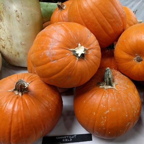 Pumpkin Seeds - Connecticut Field