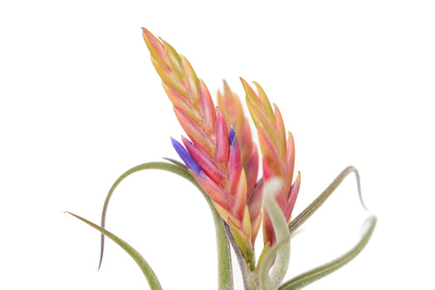 Tillandsia Caput Medusae Air Plant