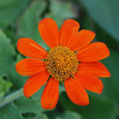 Tithonia Seeds | Mexican Sunflower