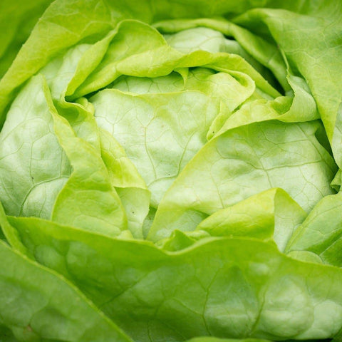Lettuce Seeds | Buttercrunch, ORGANIC