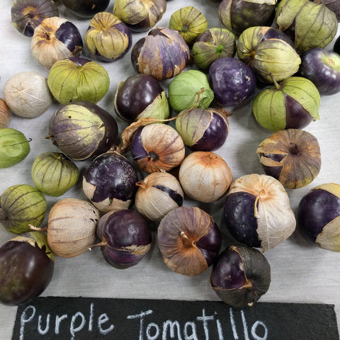 Tomatillo Seeds | Purple