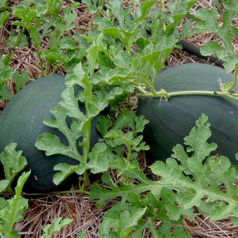 Watermelon Seeds - Sugar Baby, ORGANIC