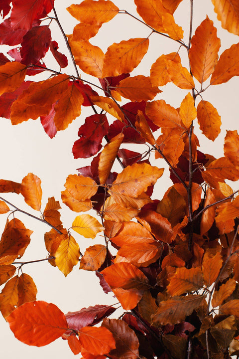 Fall Preserved Copper Beech