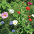Flower Seed Mix | Beneficial Attractant