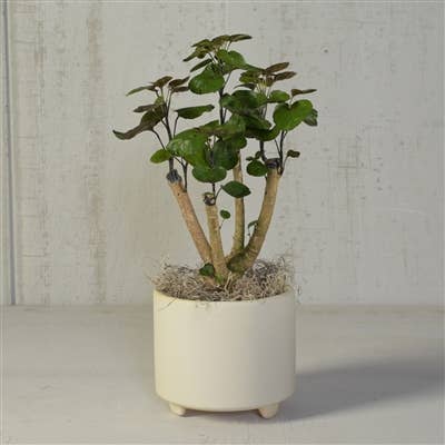 Simon Footed Planter, Ceramic, White - Lrg - Matte White