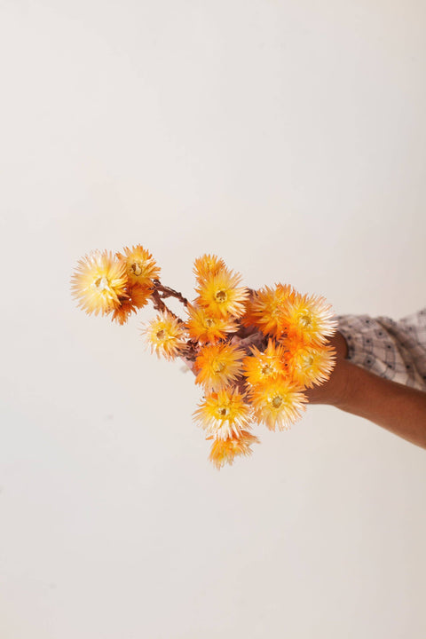 Sherbert Two Tone Silver Daisy