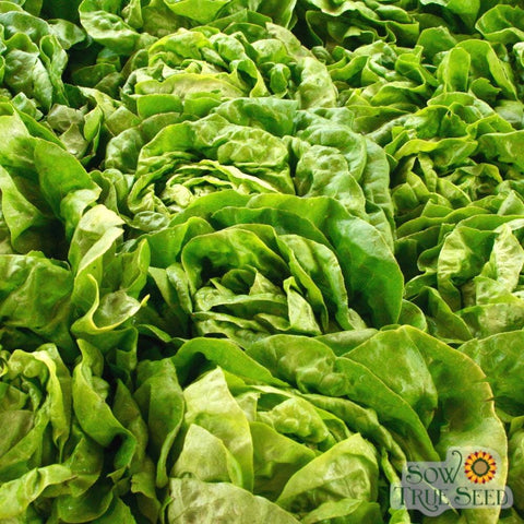 Lettuce Seeds | Buttercrunch, ORGANIC