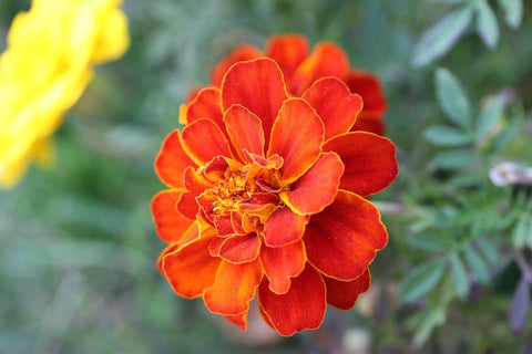 Marigold Seeds - Sparky Mix
