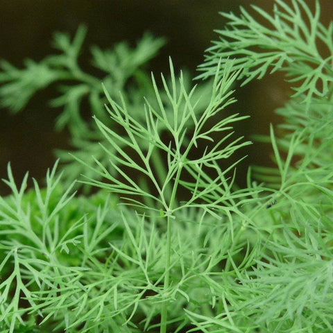 Dill Seeds - Bouquet, ORGANIC