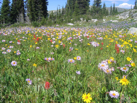Wildflower Seeds 'Mountain Mix'