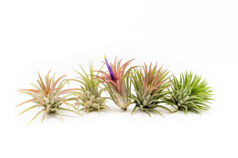 Tillandsia Ionantha Rubra Air Plants