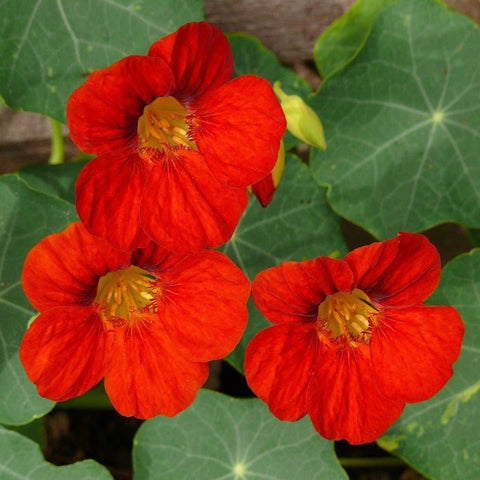 Nasturtium Seeds - Empress of India