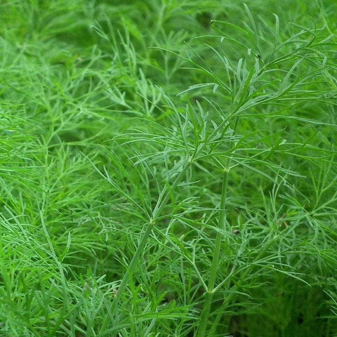 Dill Seeds - Bouquet, ORGANIC