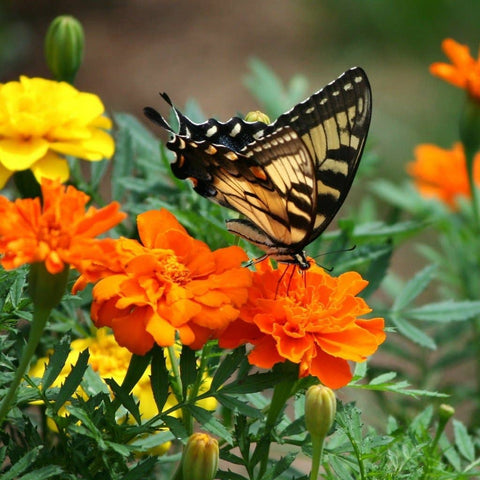 Marigold Seeds - Sparky Mix