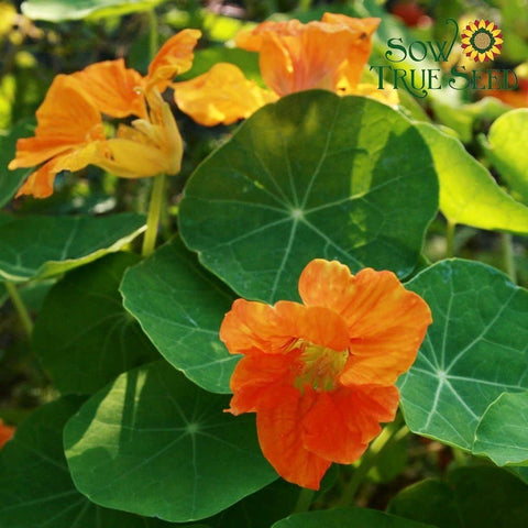 Nasturtium Seeds | Dwarf Jewel Mix