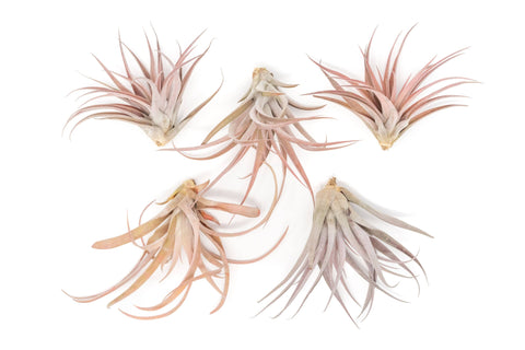 Tillandsia Capitata Peach Air Plant