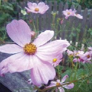 Flower Seed Mix | Bee Feed