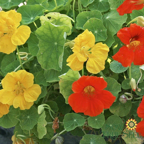 Nasturtium Seeds | Dwarf Jewel Mix