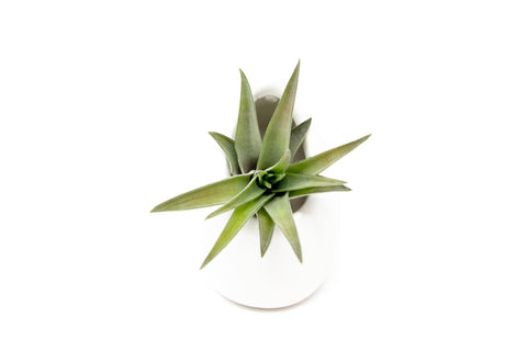 Small Ceramic Air Plant Vase
