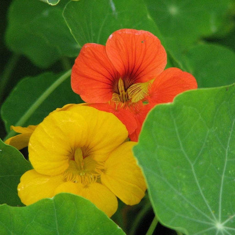 Nasturtium Seeds | Dwarf Jewel Mix