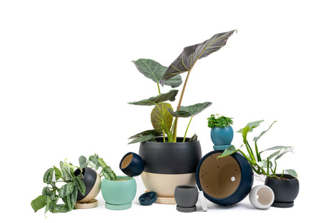 4.25" Bollé Pots w/Water Saucers