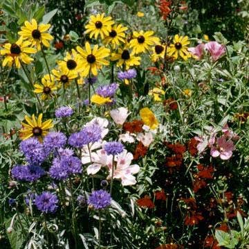 Flower Seed Mix | Hummingbird, Butterfly, Songbird