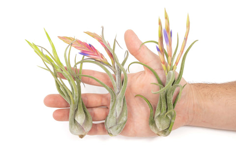 Tillandsia Caput Medusae Air Plant