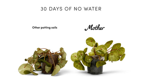 Mother Probiotic Soil