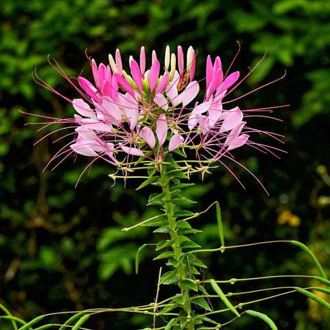 Cleome Seeds - Spider Flower