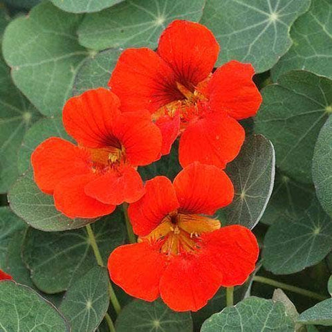 Nasturtium Seeds - Empress of India