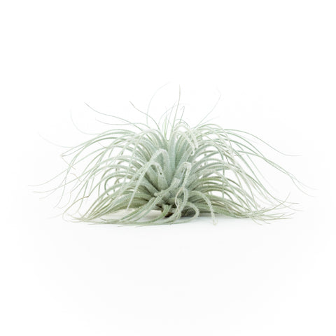 Tillandsia Tectorum Ecuador Air Plants