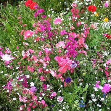 Flower Seed Mix | Cut Flower