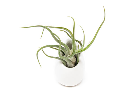 Small Ceramic Air Plant Vase