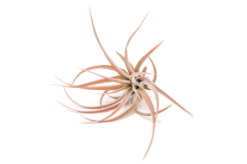 Tillandsia Capitata Peach Air Plant