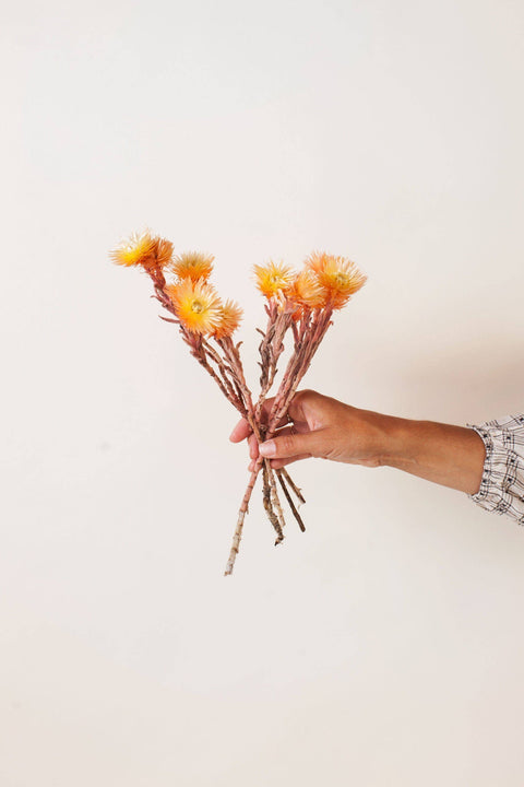Sherbert Two Tone Silver Daisy