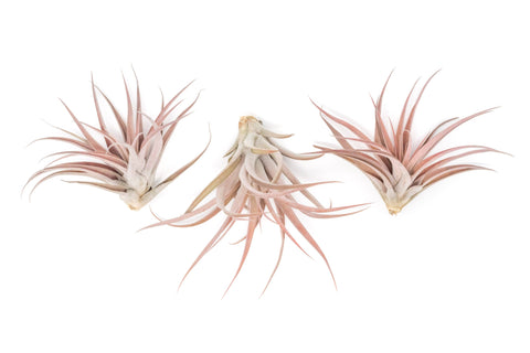 Tillandsia Capitata Peach Air Plant