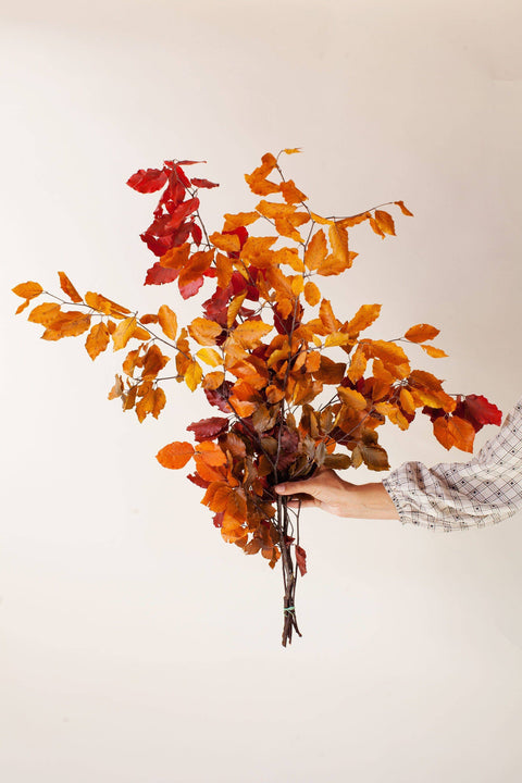 Fall Preserved Copper Beech
