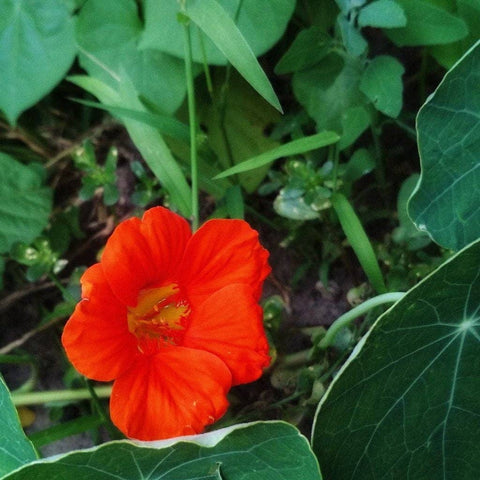 Nasturtium Seeds - Empress of India
