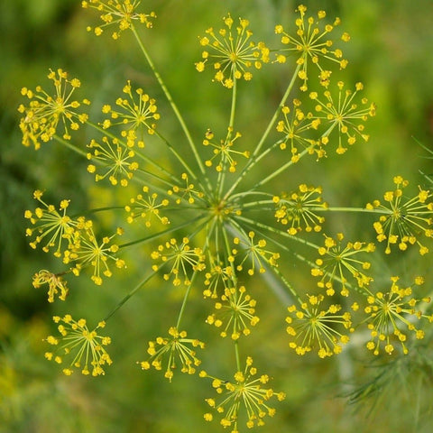 Dill Seeds - Bouquet, ORGANIC