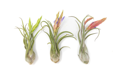 Tillandsia Caput Medusae Air Plant