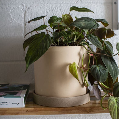 Neutral Duotone Pot/Planter with saucer