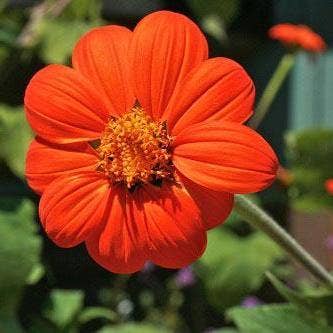 Tithonia Seeds | Mexican Sunflower
