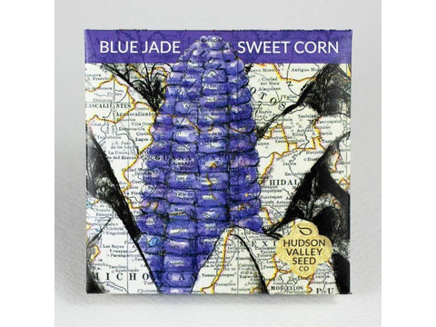 Blue Jade Dwarf Sweet Corn Seeds