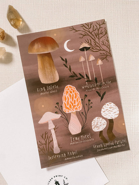Mushroom Studies, Postcard Print