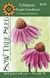 Echinacea Seeds | Purple Coneflower